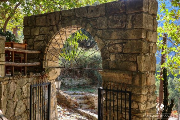 Green Oasis 50