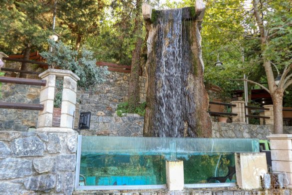 Green Oasis 54