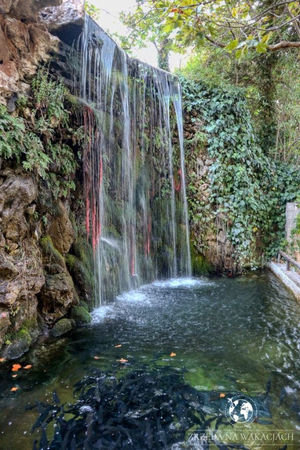 Green Oasis 55